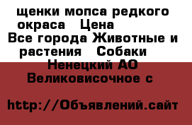 щенки мопса редкого окраса › Цена ­ 20 000 - Все города Животные и растения » Собаки   . Ненецкий АО,Великовисочное с.